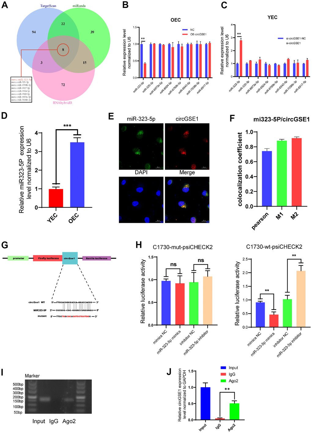 miR323-5p is the downstream target of circGSE1. (A) The downstream miRNA targets of circGSE1 as predicted by the TargetScan, miRanda and RNAhybridB databases. (B) The relative OEC expression of the downstream miRNA target of circGSE1 predicted by the database as determined by qRT-PCR. (C) The relative YEC expression of the downstream miRNA target of circGSE1 predicted by the database as determined by qRT-PCR. (D)The relative of miR323-5p expression in YEC and OEC. (E, F) The FISH experiment showed that most circGSE1 (red) and miR-323-5p (green) are colocalized in the cytoplasm (magnification, 400×, scale bar, 20 μm) (n=3, analysed 8 cells). (G) Schematic diagrams of the circGSE1-WT and circGSE1-mutant dual-luciferase reporter vectors. (H) Dual-luciferase reporter assays showed that the circGSE1 wt 3’UTR but not the mut 3’UTR was downregulated by miR-323-5p mimics or upregulated by the miR-323-5p inhibitor. (I, J) The Anti-Ago2 RIP assay was executed in OEC, followed by nucleic acid electrophoresis and qRT-PCR to detect circGSE1. (The data are expressed as the mean ± SD, *P 