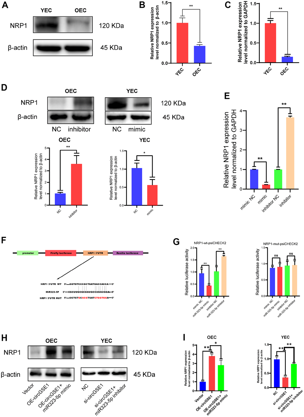 NRP1 is the downstream target of miR323-5p. (A, B) Western blot analysis of the NRP1 expression in OECs and YECs. (C) qRT-PCR analysis of the NRP1 mRNA expression in OECs and YECs. (D) Western blot analysis of the NRP1 expression in OECs transfected with negative control and miR323-5p inhibitor, YECs transfected with negative control and miR323-5p mimics. (E) qRT-PCR analysis of the NRP1 mRNA expression in YECs transfected with negative control and miR323-5p mimics, OECs transfected with negative control and miR323-5p inhibitor. (F) Schematic diagrams of the circGSE1-WT and circGSE1-mutant dual-luciferase reporter vectors. (G) Dual-luciferase reporter assays showed that the circGSE1 wt 3’UTR but not the mut 3’UTR was downregulated by miR-323-5p mimics or upregulated by the miR-323-5p inhibitor. (H, I) WB analyses of OECs treated with the vector, OE-circGSE1 or OE-circGSE1 + miR323-5p mimic and YECs treated with the NC, si-circGSE1 or si-circGSE1+miR323-5p inhibitor. (The data are expressed as the mean ± SD, *P 