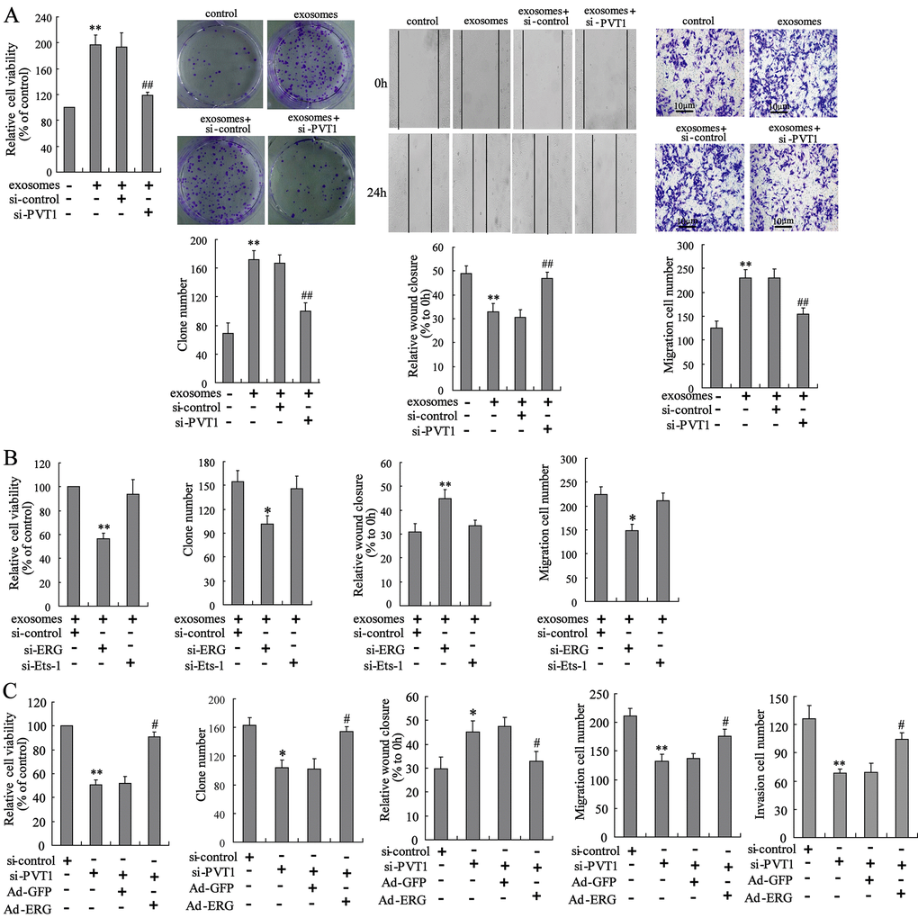 PVT1 in BMSC-EXO promotes osteosarcoma cell proliferation and migration via increasing ERG. (A) The BMSC-EXOsi-PVT1 was co-cultured with MNNG/HOS cells for 48 h. After the co-culturing, cell proliferation and migration were detected using CCK-8, colony formation, scratch and Transwell migration assays. (B) The MNNG/HOSsi-ERG cells and MNNG/HOSsi-Ets-1 cells were co-cultured with or without BMSC-EXO for 48 h. The cell proliferation and migration were detected. (C) The BMSC-EXOsi-PVT1 was co-cultured with MNNG/HOS cells or MNNG/HOSAd-ERG cells for 72 h. The cell proliferation, migration, and invasion were detected. Three independent experiments. *psi-PVT1, exosomes isolated from PVT1-interfering BMSC. MNNG/HOSsi-ERG cells, the MNNG/HOS cells which were transfected with siRNA of ERG. MNNG/HOSsi-Ets-1 cells, the MNNG/HOS cells which were transfected with siRNA of Ets-1. MNNG/HOSAd-ERG, the MNNG/HOS cells which were transfected with ERG-overexpressing vector. CCK-8, cell counting kit-8 assay.