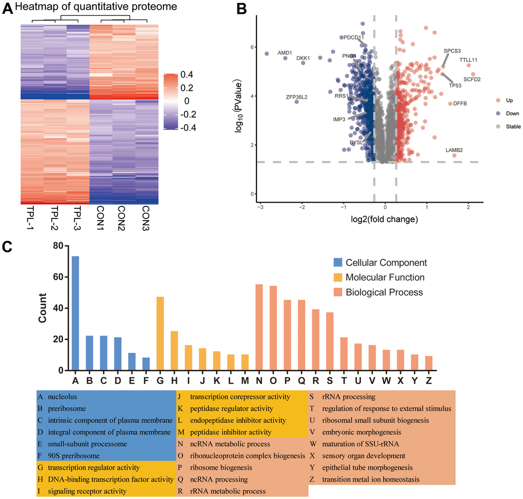 Differential expression levels of the quantitative proteome and their enrichment in Gene Ontology terms. (A) Heatmap of the quantitative proteome based on fold differences in expression. (B) Volcano plot of the differences in protein levels. The volcano map was drawn based on the expression of FC and P value (T-test). The significantly down-regulated proteins were blue (FC1.2 and P C) Classification of differentially expressed proteins based on Gene Ontology biological processes, cellular components and molecular functions.