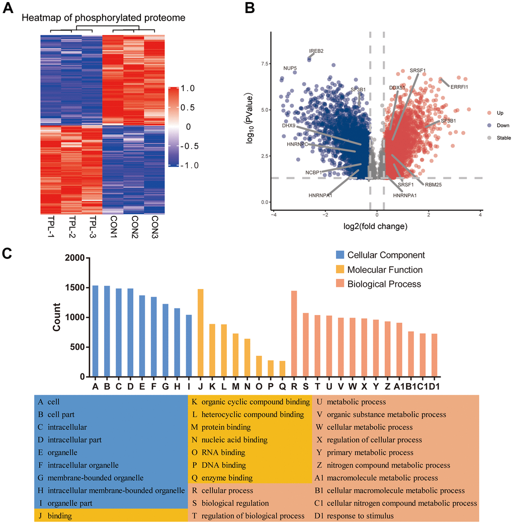 Differential phosphorylation of the quantitative proteome and enrichment in Gene Ontology terms. (A) Heatmap based on differential phosphorylation levels. (B) Volcano plot of the differences in phosphorylation levels. (C) Classification of differentially phosphorylated proteins based on Gene Ontology biological processes, cellular components and molecular functions.