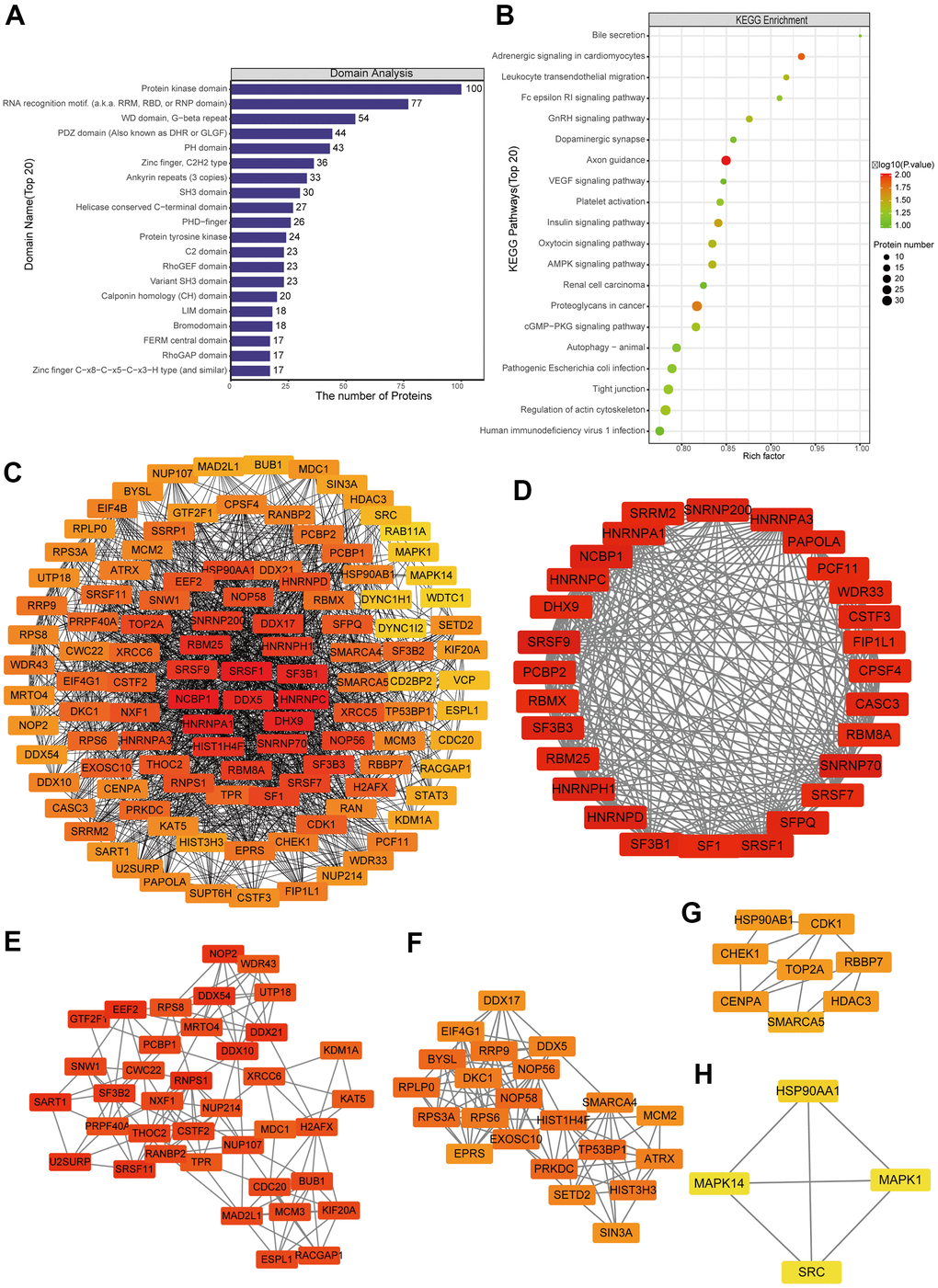 Protein-protein interaction (PPI) network analyses of PDEPs were performed, and the four most significant modules were identified by the molecular complex detection (MCODE) algorithm. (A) Enrichment of domains in differentially expressed proteins. (B) Enrichment of KEGG pathways in differentially expressed proteins. (C) Interaction network of differentially expressed proteins. (D–H) The five most significant MCODE modules.