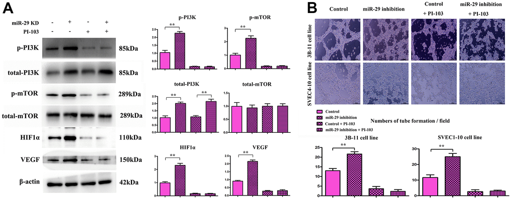 Effect of miR-29 inhibition on the expressions of proteins involved in the PI3K\mTOR\HIF-1α\VEGF pathway in endothelial cells. (A) Results showed that the protein expressions of PI3K, mTOR, HIF-1α, and VEGF in endothelial cells rose in miR-29 inhibition group compared with those in control group. Besides, (B) the endothelial tube formation assay results displayed that miR-29 inhibition increased the number of tubes, and PI-103 (the specific inhibitor for PI3K signals) almost inhibited the tube formation. Data were presented as mean ± SE (**P 