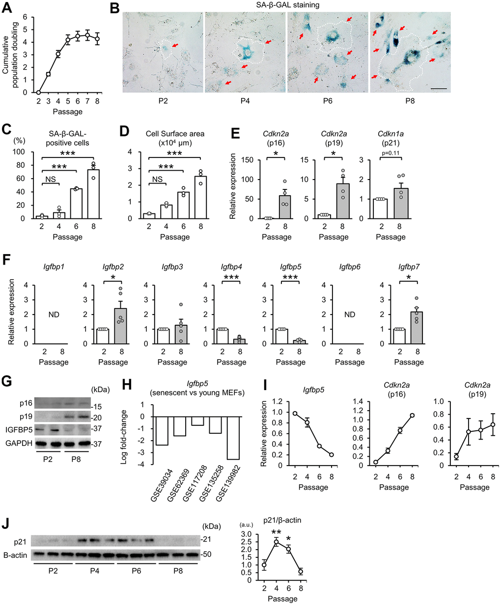 Downregulation of IGFBP5 in senescent MEFs. (A) Cumulative population doubling of MEFs during the 3T3 passage. N=8. (B) Representative images of senescence-associated β-galactosidase (SA-β-GAL) staining in MEFs at the 2nd (P2), 4th (P4), 6th (P6), and 8th (P8) passages. A white dotted line in each field was added to visualize the representative outline of the cell at each passage. Red arrows indicate cells positive for SA-β-GAL staining. Scale bar, 100 μm. (C) Summary data of the percentage of SA-β-GAL-positive cells. N=3 in each group. ***PD) Summary data of cell surface areas. N=3. ***PE) Levels of Cdkn2a (p16 and p19) and Cdkn1a (p21) mRNA in MEFs at P2 and P8. N=4 in each group. *PF) Gene expression of IGFBPs in P2 and P8 MEFs. ND: not detected. N=5 in each group. *PG) Representative immunoblots for p16, p19 and IGFBP5 in P2 and P8 MEFs. kDa: kilodalton. (H) Changes in Igfbp5 expression of senescent MEFs compared with young MEFs in five datasets from the Gene Expression Omnibus. (I) Changes in Igfbp5 and Cdkn2a (p16 and p19) mRNA levels during serial passage. N=4 in each passage. (J) Representative immunoblots (left) and quantitative data (right) for p21 and β-actin in P2, P4, P6, and P8 MEFs. N=3 in each passage from three independent experiments. *P