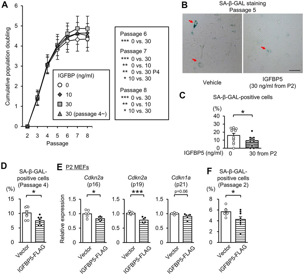 Effects of exogenous IGFBP5 on replicative senescence in MEFs. (A) Cumulative population doubling in MEFs passaged with a 3T3 method that were treated with a vehicle or IGFBP5 (10, 30 ng/ml) starting at P2 or 30 ng/ml IGFBP5 starting P4. N=5 in each treatment. *PB) Representative images of SA-β-GAL staining in MEFs at the 5th passage treated with the vehicle or IGFBP5 (30 ng/ml) starting at P2. Red arrows indicate cells positive for SA-β-GAL staining. Scale bar, 100 μm. (C) Summary data of the percentage of SA-β-GAL-positive cells. N=12 from three independent experiments in each treatment. *PD) Summary data of the percentage of SA-β-GAL-positive cells in P4 MEFs transfected with an empty vector or IGFBP5-FLAG. N=8 from two independent experiments in each treatment. *PE) Levels of Cdkn2a (p16 and p19) and Cdkn1a (p21) mRNA in P2 MEFs transfected with an empty vector or IGFBP5-FLAG. N=6 in each treatment. *PF) Summary data of the percentage of SA-β-GAL-positive cells in P2 MEFs transfected with an empty vector or IGFBP5-FLAG. N=7-8 from two independent experiments in each treatment. *P