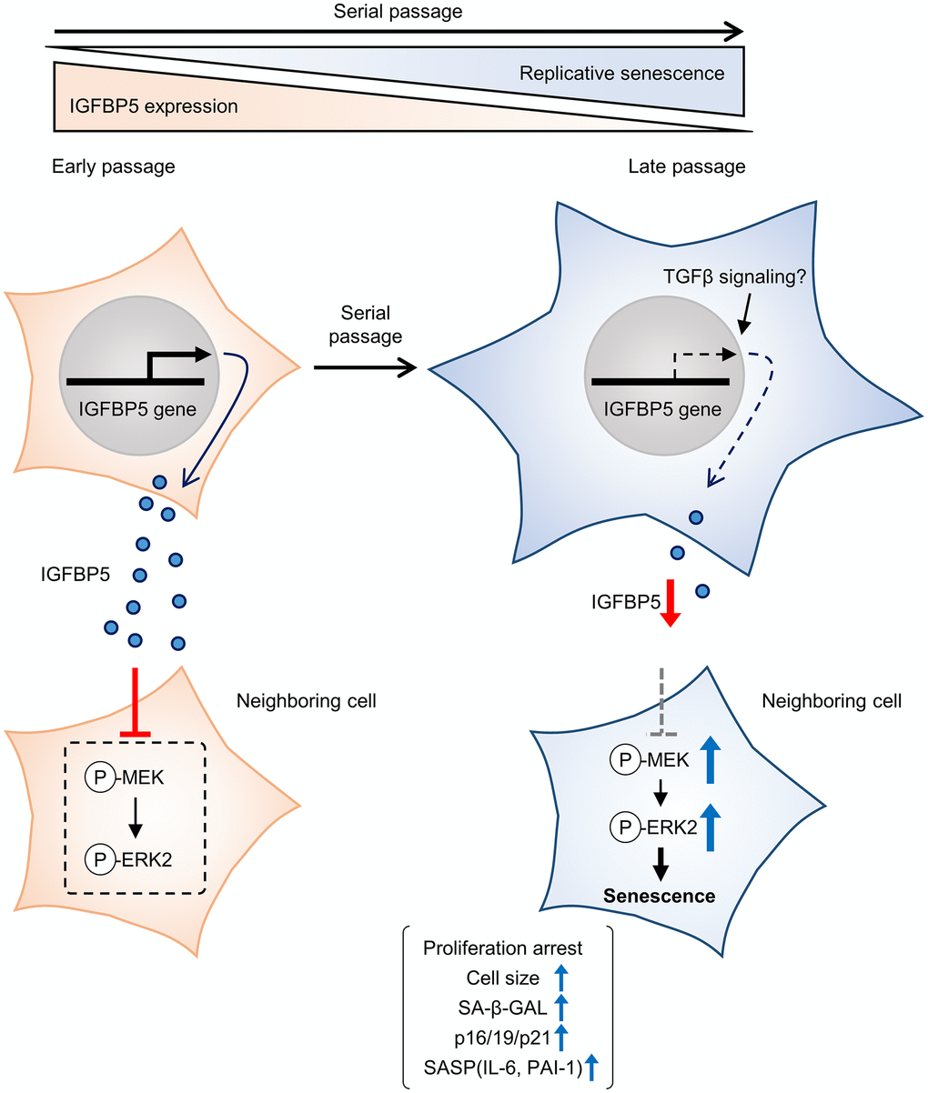 Schematic summary of our findings. MEFs at early passage secrete certain levels of IGFBP5. Secreted IGFBP5 proteins inhibit MEK/ERK2 by attenuating their phosphorylation (P) in the neighboring cell, leading to suppression of cellular senescence. IGFBP5 secretion is decreased during serial passage, causing activation of ERK2 and cellular senescence.