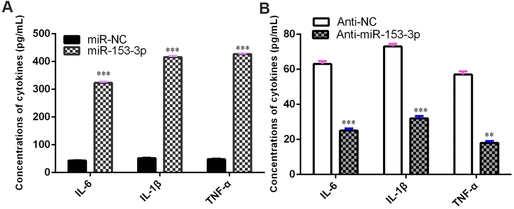 miR-153-3p induces proinflammatory cytokine release. (A) The concentration levels of TNF-α, IL-1β and IL-6 were upregulated in NSCs after treatment with the miR-153-3p mimic. (B) Knockdown of miR-153-3p suppressed the concentration levels of TNF-α, IL-1β and IL-6 in NSCs. **p