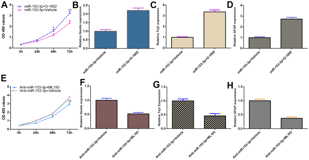 miR-153-3p inhibits NSC differentiation and proliferation by targeting GPR55 expression. (A) Cell proliferation was measured using CCK-8 analysis. (B) Nestin expression was determined by qRT-PCR. (C) The expression of Tuj1 was detected by qRT-PCR. (D) The expression of GFAP was measured by qRT-PCR. (E) The GPR55 antagonist ML-193 inhibited cell growth compared with the vehicle group in miR-153-3p-treated NSCs. (F) Nestin expression was determined by qRT-PCR analysis. (G) The expression of Tuj1 was detected by qRT-PCR. (H) The expression of GFAP was measured by qRT-PCR. *p