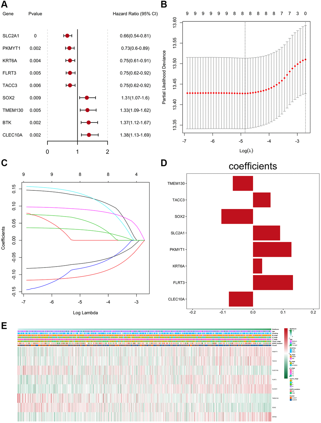 Construction and verification of the prognostic-related gene risk scoring model. (A) The forest plot of prognostic genes (univariate cox analysis result). (B) Confidence interval of each Lambda corresponding to LASSO regression. (C) The change trajectory of the independent variable in LASSO regression; the abscissa represents the logarithm of the independent variable Lambda, and the ordinate represents the coefficient of the independent variable. (D) LASSO regression coefficient of key prognostic genes. (E) Z-score heatmap of key prognostic genes expression levels.