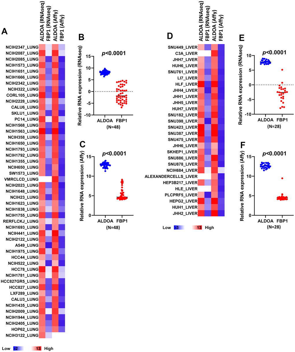 LUAD and LIHC tumor cells exhibit higher ALDOA expression than FBP1. (A) A heatmap of the related expression of ALDOA and FBP1 in LUAD RNA sequencing data and Affymetrix microarray data. (B) Significant differences in ALDOA and FBP1 in LUAD RNA sequencing data. (C) Significant differences in ALDOA and FBP1 in LUAD Affymetrix microarray data. (D) A heatmap of the related expression of ALDOA and FBP1 in LIHC RNA sequencing data or Affymetrix microarray data. (E) Significant differences in ALDOA and FBP1 in LIHC RNA sequencing data. (F) Significant differences in ALDOA and FBP1 in LIHC Affymetrix microarray data. The significance of the differences was analyzed using unpaired Student’s t-tests. Affy was denoted as Affymetrix. RNAseq is denoted as RNA sequencing. N or n is denoted as sample size.