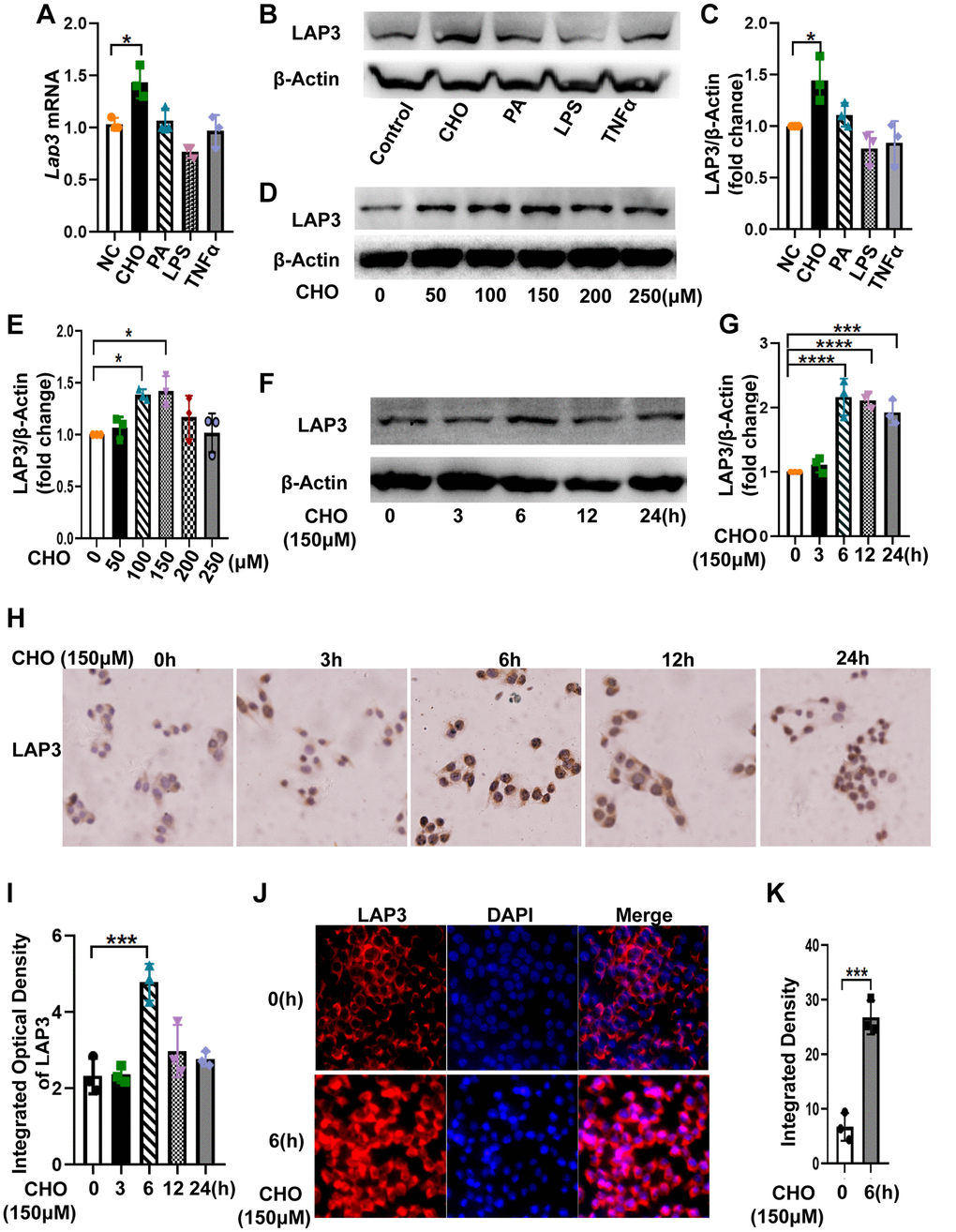 Cholesterol increased LAP3 expression, which is mainly localized in the nucleus of LO2 cells. (A–C) After LO2 cell line treatment with 150 μM CHO, 200 μM PA, 5 μM LPS or 10 ng/ml TNF-α for 24 h, the mRNA expression of lap3 was detected by RT-qPCR (A), the protein expression of LAP3 was detected by western blotting (B) and normalized by β-actin (C). (D and E) LO2 cell line treated using different concentration 0, 50,100, 150 and 250 μM of CHO for 24 h respectively and the protein expression of LAP3 was detected by western blotting (D) and normalized by β-actin (E). (F–J) LO2 cell line treated with 150 μM of CHO for the indicated time points, the protein expression of LAP3 was detected by western blotting (F) and normalized by β-actin (G), and further validated by IHC (H) and IF (J), respectively. (I and K) Statistics for IHC and IF by Image pro plus. Data are expressed as means ± SD from three independent experiments. *p **p ***p t-test and one-way ANOVA were applied to determine the statistical significance. Abbreviations: CHO: cholesterol; PA: palmitic acid; IHC: immunohistochemistry; IF: immunofluorescence.