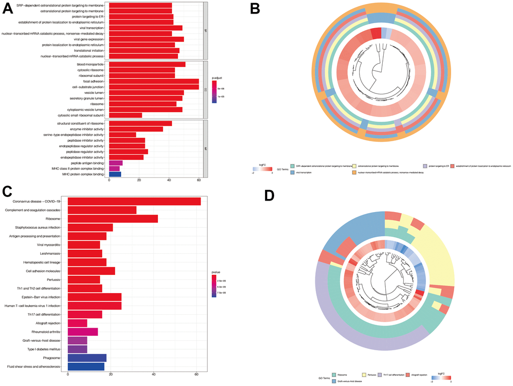 Enrichment analysis of immune subtypes-related genes. (A, B) In GO enrichment analysis, we found that these genes were mainly associated with protein translation and mRNA degradation. (C, D) In KEGG enrichment analysis, we found that these genes were mainly associated with antigen presentation and immune cell differentiation.