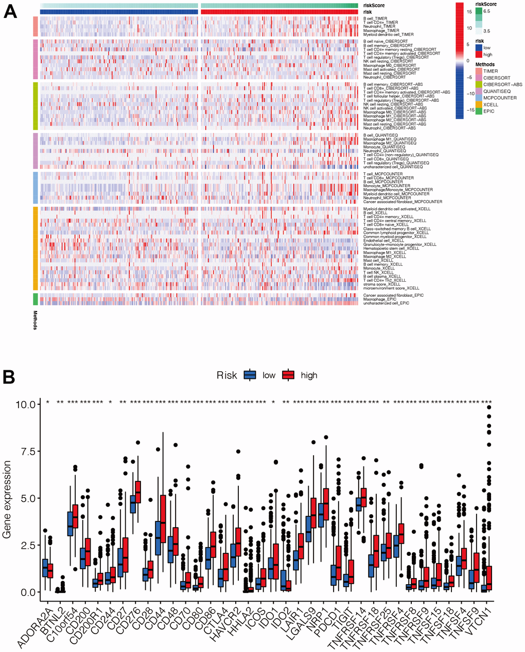 Analysis of immune infiltration and immune checkpoint. (A) The distribution of immune cells was significantly different between the high- and low-risk groups. In general, T cells and B cells tended to be highly expressed mainly in the high-risk group. (B) Most of the immune checkpoint genes were up-regulated in the high-risk group, suggesting that there may be differences in the immune microenvironment between the high- and low-risk groups.