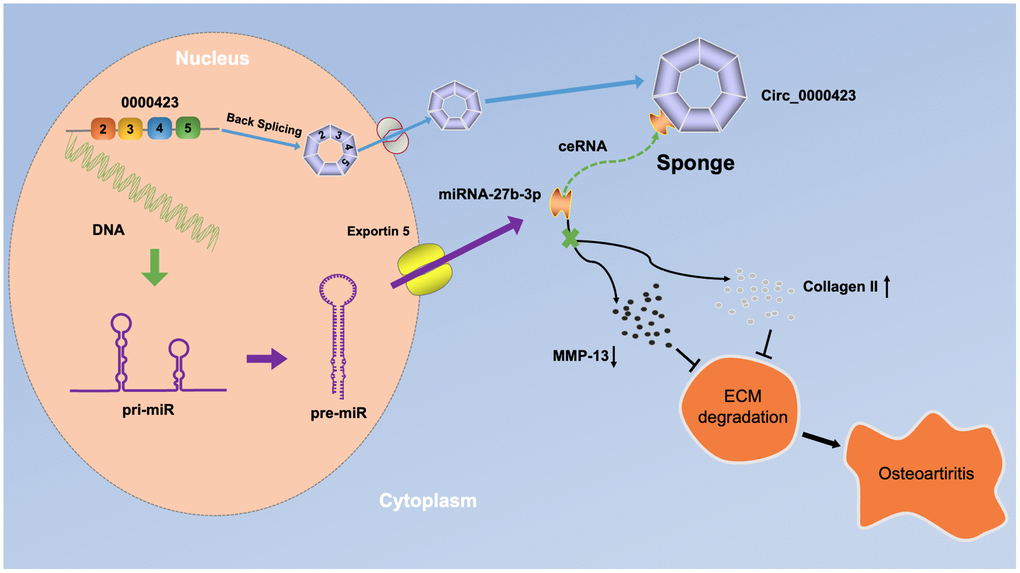 A schematic diagram of the working hypothesis for circ