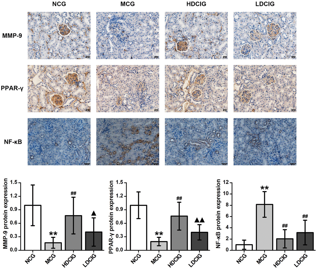 Immunohistochemistry determination of the relative protein expression in the kidney tissues of db/db mice (n = 4). The results obtained for the different groups were normalized to those reported in the normal control group (NCG). All values are expressed as the means ± SD. *p **p #p ##p ▲p ▲▲p 