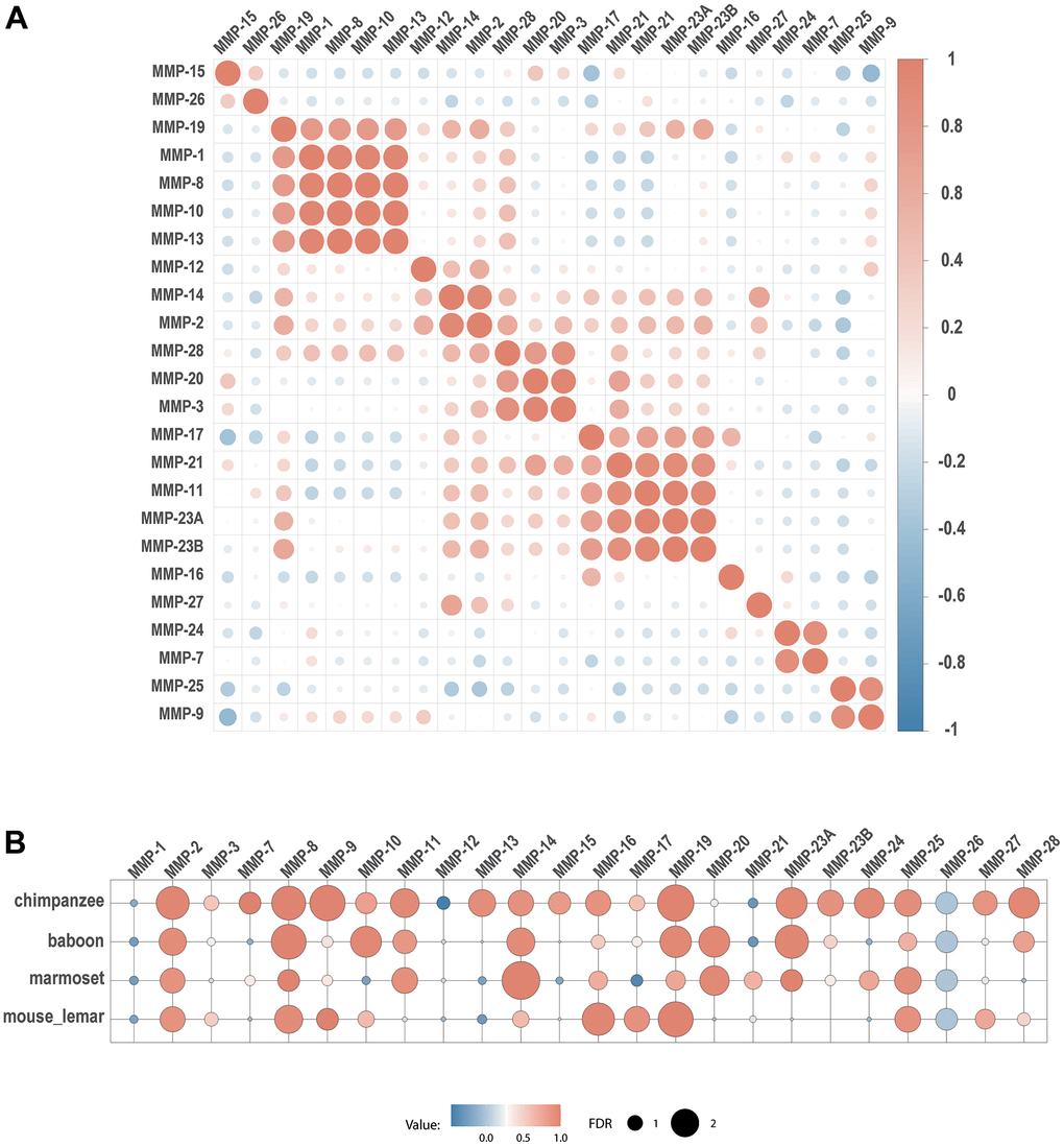 Co-expression of MMPs. (A) Expression correlation between human MMP genes. (B) Expression correlation of each MMP gene between human and four other primate species. Spearman’s correlation coefficients are depicted as heatmap, with each circle denoting a pair.