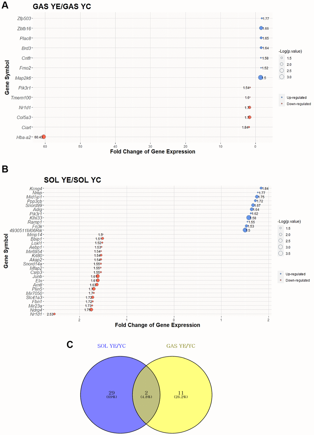 Top 30 DEGs between “YC vs. YE” in SOL and GAS and Venn diagram to find commonly expressed DEGs. The point sizes of (A) and (B) represent ‒log10 (p-value). For (A) and (B), blue points indicate upregulated genes, and red points indicate downregulated genes. (A) Top 30 DEGs in GAS YE/YC. (B) Top 30 DEGs in SOL YE/YC. (C) Venn diagram of DEGs between YC and YE in SOL and GAS. For commonly expressed genes, detailed fold changes and p-values are shown in the Table 2.