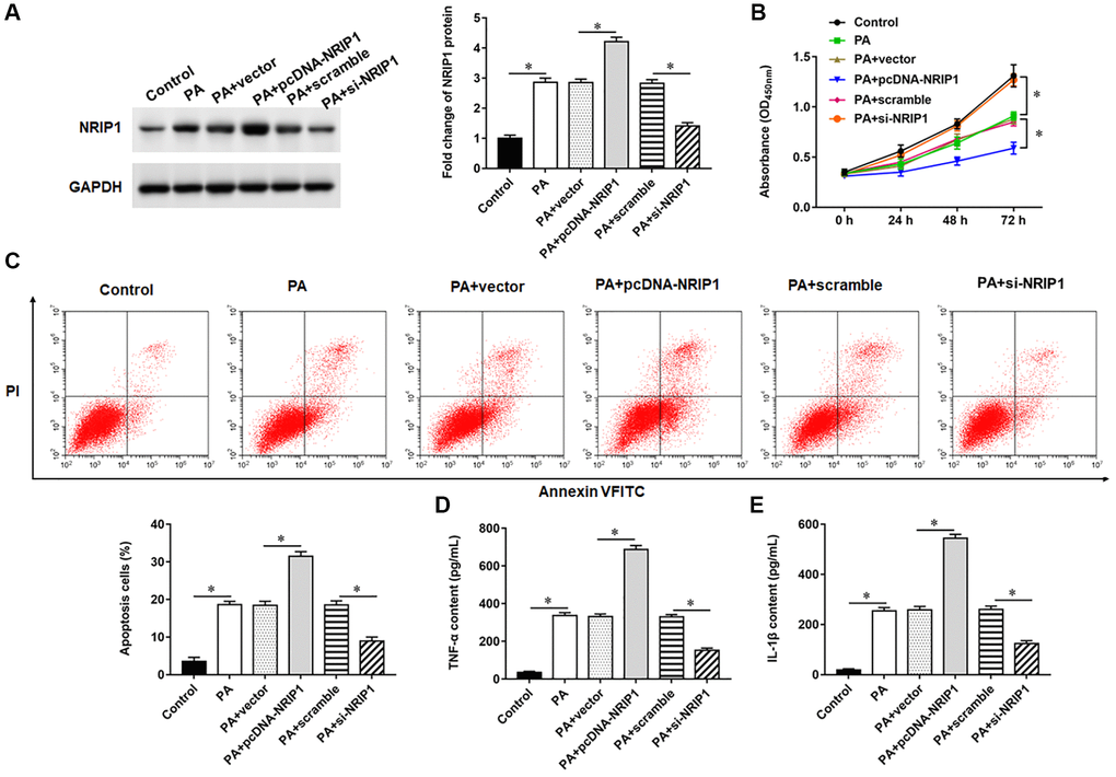 Effects of NRIP1 on PA treated TC-1 cells. TC-1 cells were treated with PA011, and the pcDNA-NRIP1 or si-NRIP1 was transfected into cells, respectively. (A) The protein expression of NRIP1 was analyzed by Western botting. (B) MTT assay was used to analyzed the viability of cells. (C) Apoptosis of cells were detected by flow cytometry. (D, E) Relative content of TNF-α and IL-1β were analyzed by ELISA kits. GAPDH was used as an invariant internal control for calculating protein-fold changes. N = 6, **P 