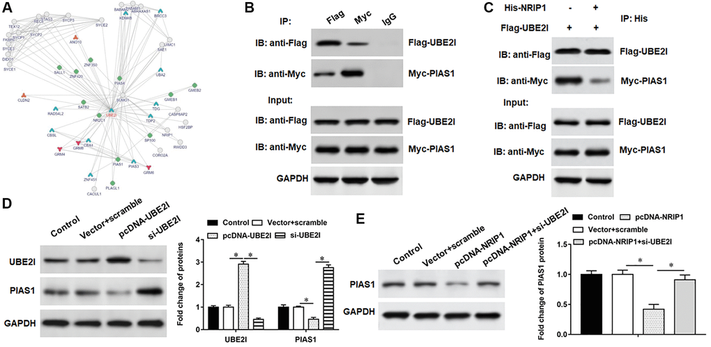 PIAS1 interacts with UBE2I. (A) The online biological database was used to predict the interaction relationship UBE2I between and PIAS1 (https://inbio-discover.intomics.com/map.html). (B) The binding relationship of UBE2I and PIAS1 was validated by co-immunoprecipitation assay. (C) Co-immunoprecipitation assay was used to validate the binding relationship of NRIP1, UBE2I and PIAS1. (D) The pcDNA-UBE2I or si-UBE2I was transfected into cells, and the protein expression of UBE2I and PIAS1was analyzed by Western botting. (E) The cells were transfected with pcDNA-NRIP1 alone or together with si-UBE2I, and the protein expression of PIAS1was analyzed by Western botting. GAPDH was used as an internal reference. N = 6, *P 