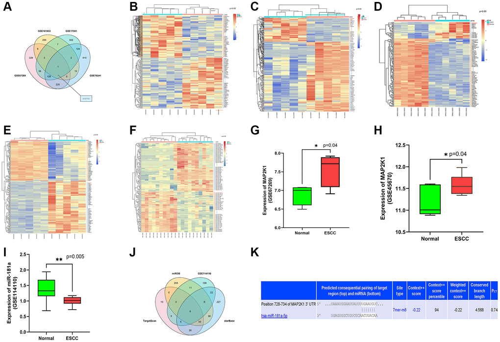 MiR-181a-5p was predicted as an applicant miRNA that affected the development of ESCC by targeting MAP2K1 (MEK1). (A) The top 300 DEGs determined from GSE161533, GSE17351, GSE75241 and GSE67269 datasets; (B–E) The heat map depicted the top 100 DEGs from GSE161533, GSE17351, GSE75241 and GSE67269 datasets; (F) The heat map depicted the top 100 DEMs from GSE114110 (G) the expression of MAP2K1 in ESCC in the GSE67269 dataset; (H) the expression of MAP2K1 in ESCC in the GSE45670 dataset; (I) the expression of miR-181a in ESCC in the GSE114110 dataset; (J) the top 100 miRNAs predicted from TargetScan, miRDB, and starBase. (K) miR-181a-5p was found had targeted binding regions with MAP2K1 (MEK1).