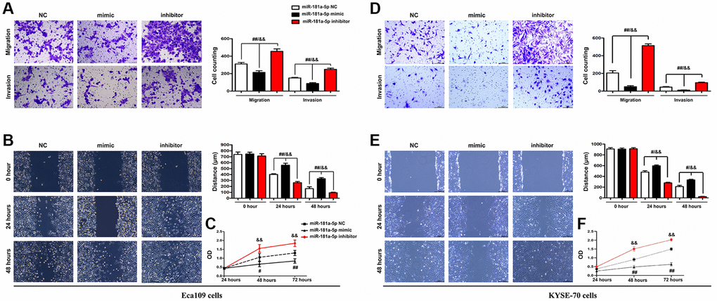 Elevation of miR-181a-5p repressed ESCC cell migration, invasion and proliferation. ECA109 and KYSE-70 cells were transfected with miR-181a-5p mimic, inhibitor or negative control (NC) for 48 hours; (A, D) Transwell invasion assay exposed that miR-181a-5p mimic inhibited cell migration and invasion in Eca109 (A) and KYSE-70 cells (B) Wound healing assay exposed that miR-181a-5p mimic inhibited cell migration. Representative images were obtained at 0, 24 and 48 h. RT-qPCR analysis of wound area in Eca109 (C) and KYSE-70 cells (D). The proliferation of ECA109 cells treated with miR-181a-5p mimic, inhibitor or negative control (NC) was measured by CCK8 assay in Eca109 (E) and KYSE-70 cells (F). *P **P 