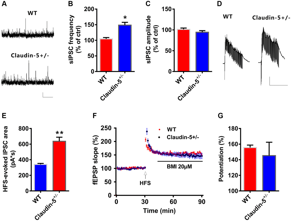 Claudin-5 modulated GABAergic transmission to mediate synaptic plasticity. (A–C) Effects of claudin-5 knockout on sIPSCs frequency and amplitude (n = 9 per group; two-tailed Student’s t-test). Scale bars: 20 pA, 2 s. (D, E) HFS-evoked IPSCs during HFS in hippocampal CA1 neurons in claudin-5+/− mice and their control littermates (n = 9 cells from 4 mice; two-tailed Student’s t-test). Scale bars: 200 pA, 1 s. (F, G) The GABAA receptor antagonist BMI blocked impaired effects of claudin-5 knockout on LTP (n = 6; two-tailed Student’s t-test). Data show mean ± s.e.m. *P **P ***P 