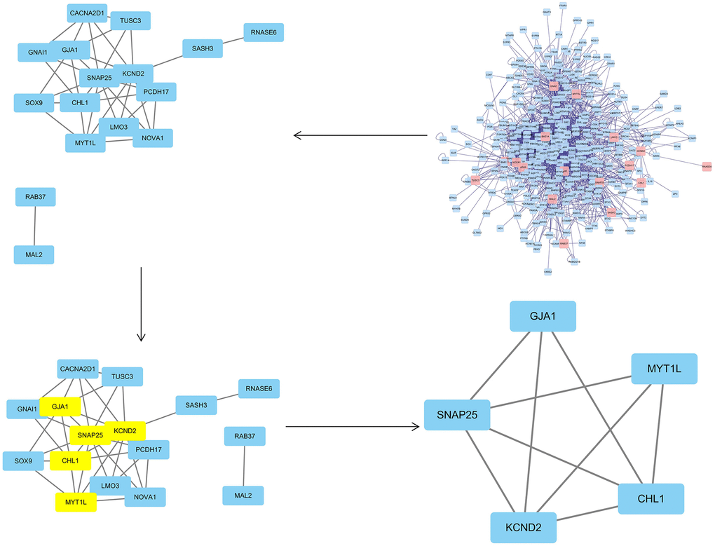 The topological screening procedure for the PPI network. 5 hub genes (KCND2, MYT1L, GJA1, CHL1, and SNAP25) were found.