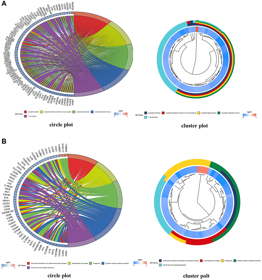 DEG enrichment analyses using GO and KEGG. (A) GO functional annotation enriched by DEGs in the GO database; red indicates a low p value and blue indicates a high p value; the size of the bubbles indicates the degree of enrichment, with larger bubbles reflecting a higher gene ratio. A circle plot depicting the top 5 GO functional annotations enriched by DEGs. (B) Pathways significantly enriched by DEGs in the KEGG database; red indicates a low p value and blue indicates a high p value; the size of the bubbles indicates the degree of enrichment, with larger bubbles indicating a higher gene ratio. A circle plot depicting the top 5 KEGG pathways enriched by DEGs.