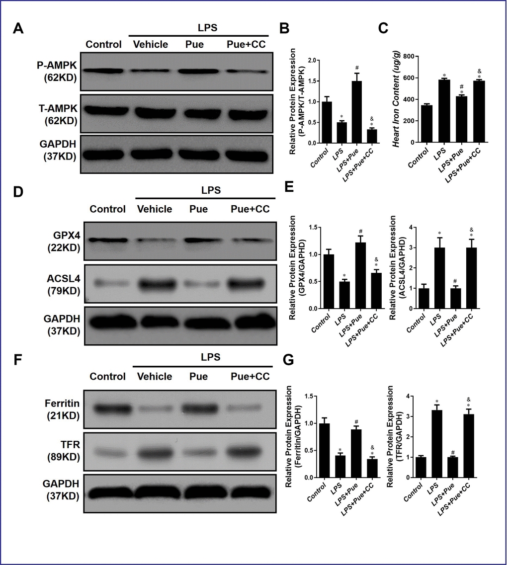 AMPK inhibitor compound C abrogates ferroptosis inhibiting effects of Puerarin. (A, B) Representative Western blot analysis and quantitative protein analysis of P-AMPK expression in cardiac protein extract. (C) Represents the amount of iron in the heart. (D, E) Representative Western blot analysis and quantitative protein analysis of GPX4 and ACSL4 expression in cardiac protein extract. (F, G) Representative Western blot analysis and quantitative protein analysis of Ferritin and TFR expression in cardiac protein extract. Data represent the mean ± SD. *P 