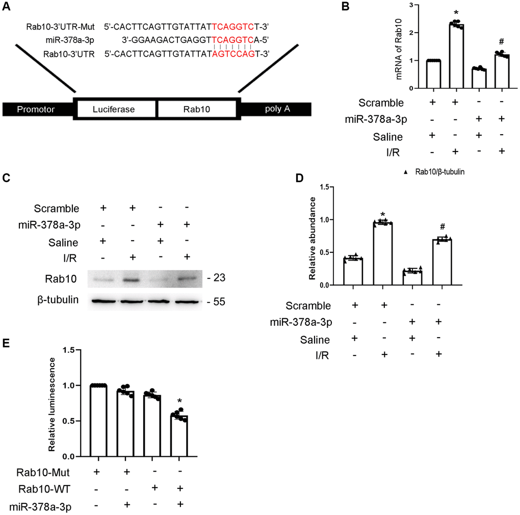 Rab10 was a direct target of miR-378a-3p. BUMPT cells were transfected with miR-378a-3p analog (100 nM) and then treated with I(2 hours)/R(2 hours) injury. (A) Putative miR-378a-5p complementary binding sites in the 3’UTR of Rab10 mRNA. (B) RT-qPCR analysis of the expression of Rab10. (C) Immunoblot analysis of Rab10 and β-tubulin. (D) Densitometric analysis of proteins signals. (E) Detection of luciferase activities after miR-378a-3p co-transfection with the 3’UTR luciferase reporter vector of Rab10-MUT or WT. Data are expressed as mean ± SD (n = 6). *p #p 