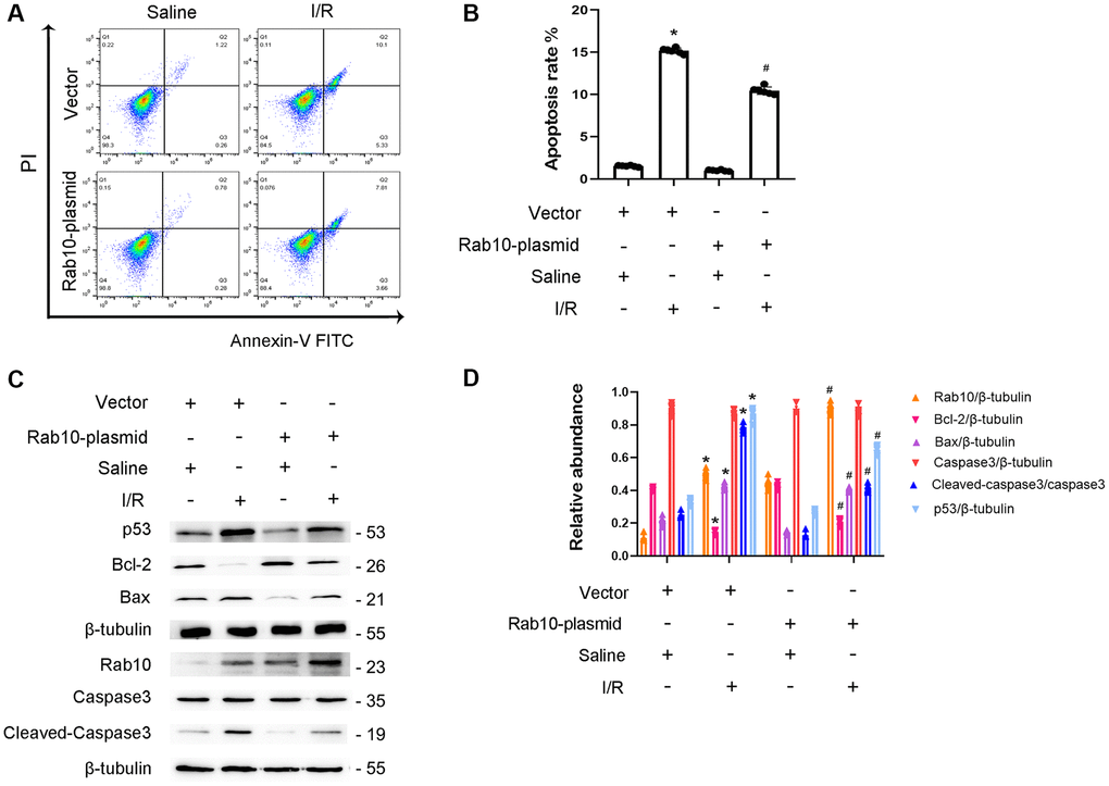 Overexpression of Rab10 attenuated I/R-induced BUMPT cells apoptosis and the expression of cleaved-caspase3. Rab10 plasmid (100 nM) was transfected into BUMPT cells, and then treated with I(2 hours)/R(2 hours). (A) FCM analysis of BUMPT cells apoptosis. (B) The apoptosis rate (%). (C) Immunoblot analysis of caspase 3, cleaved-caspase3, Bax, Blc-2, p53 and Rab10. (D) Densitometric analysis of proteins signals. Data are expressed as mean ± SD (n = 6). *p #p 