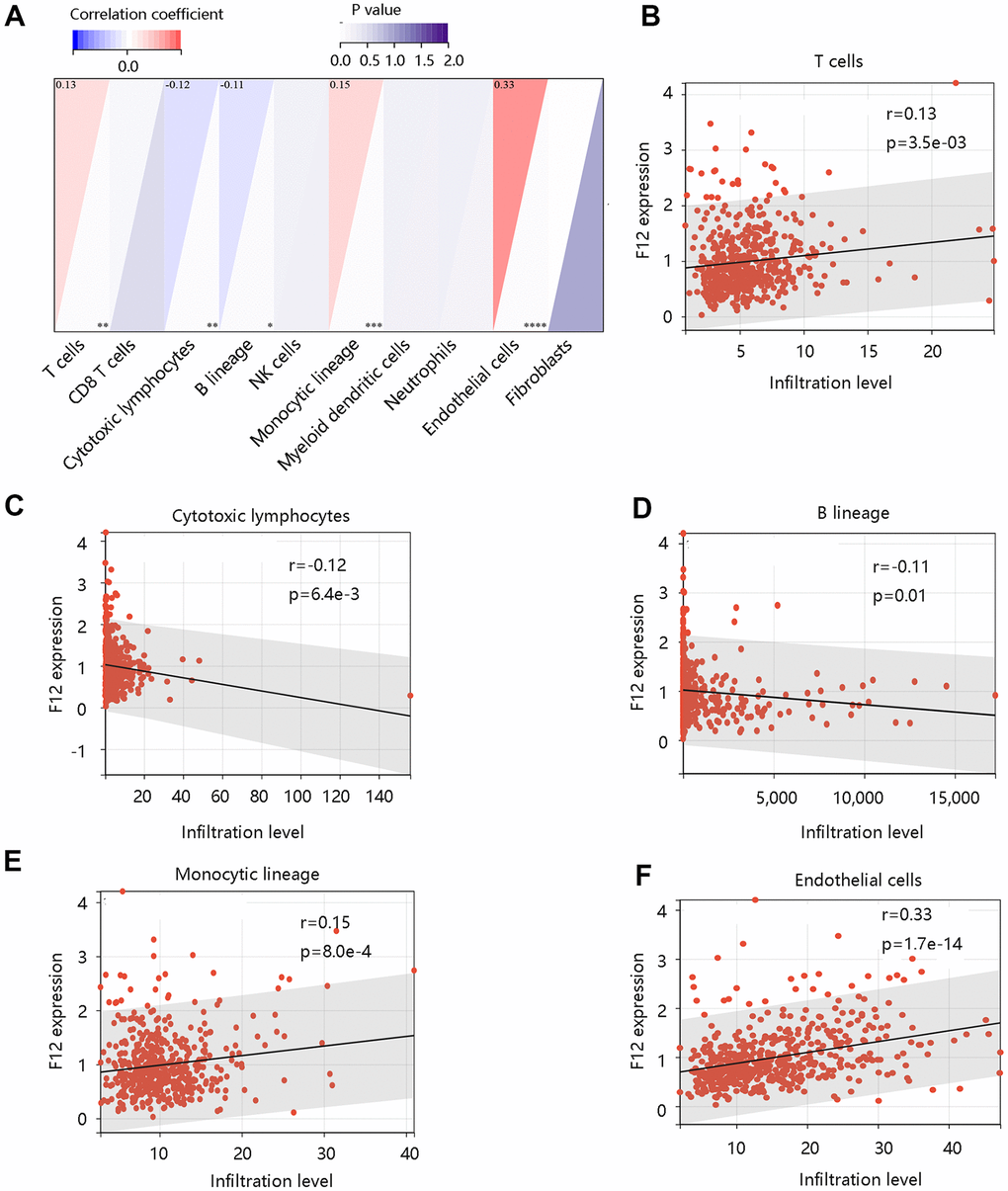 Correlation between F12 and immune cell infiltration in papillary thyroid cancer by MCP-counter. (A) The association of F12 with immune and stromal cell infiltration level. The significant relationship between F12 expression and (B) T cells, (C) cytotoxic lymphocytes, (D) B lineage, (E) monocytic lineage, and (F) endothelial cells.