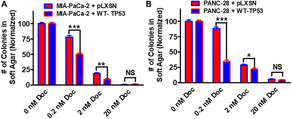 Effects of pLXSN and WT-TP53 on the colony formation in soft agar in the presence of docetaxel. The effects of pLXSN and WT-TP53 on the colony formation in soft agar in MIA-PaCa-2 and PANC-28 cells were examined. (A) MIA-PaCa-2 + pLXSN (red bars) and MIA-PaCa-2 + WT-TP53 (blue bars) were compared in response to docetaxel. (B) PANC-28 + pLXSN (red bars) and PANC-28 + WT-TP53 (blue bars) were compared in response to docetaxel. The colonies for each cell line were normalized to untreated so that the results from pLXSN and WT-TP53 could be compared. These studies were repeated and similar results were observed. ***P **P *P 