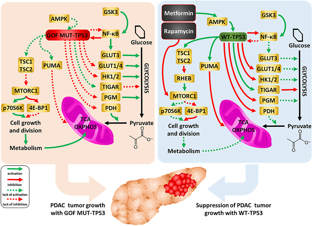 Influences of mutant and WT-TP53 on mitochondrial activity and glucose metabolism and effects of rapamycin and metformin. The effects of WT and mutant TP53 on key enzymes important in glycolysis and how they can influence metabolism and PDAC tumor growth. In our studies, we have examined the effect of GOF mutant TP53 and in some cases WT TP53. In addition, sites of interaction of the type 2 diabetes drug metformin and the immunosuppressive drug rapamycin and their effects on AMPK and mTORC1 are indicated. TP53 can induce mitochondrial apoptosis pathway by regulating the expression of PUMA and other proteins.