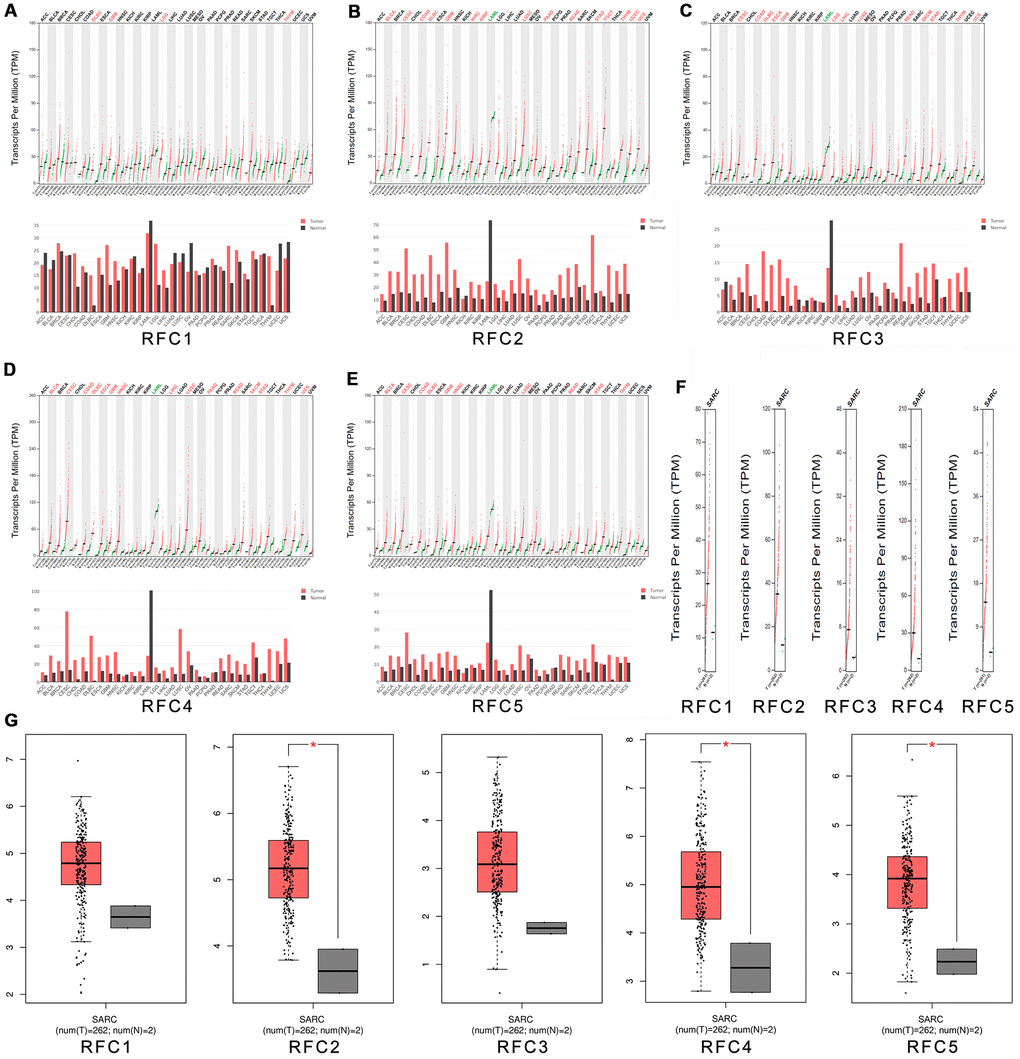 The expression of RFCs in sarcoma. (A) The expression of RFC1 in pan-cancer. (B) The expression of RFC2 in pan-cancer. (C) The expression of RFC3 in pan-cancer. (D) The expression of RFC4 in pan-cancer. (E) The expression of RFC5 in pan-cancer. (F, G) The expression of RFCs in SARC.