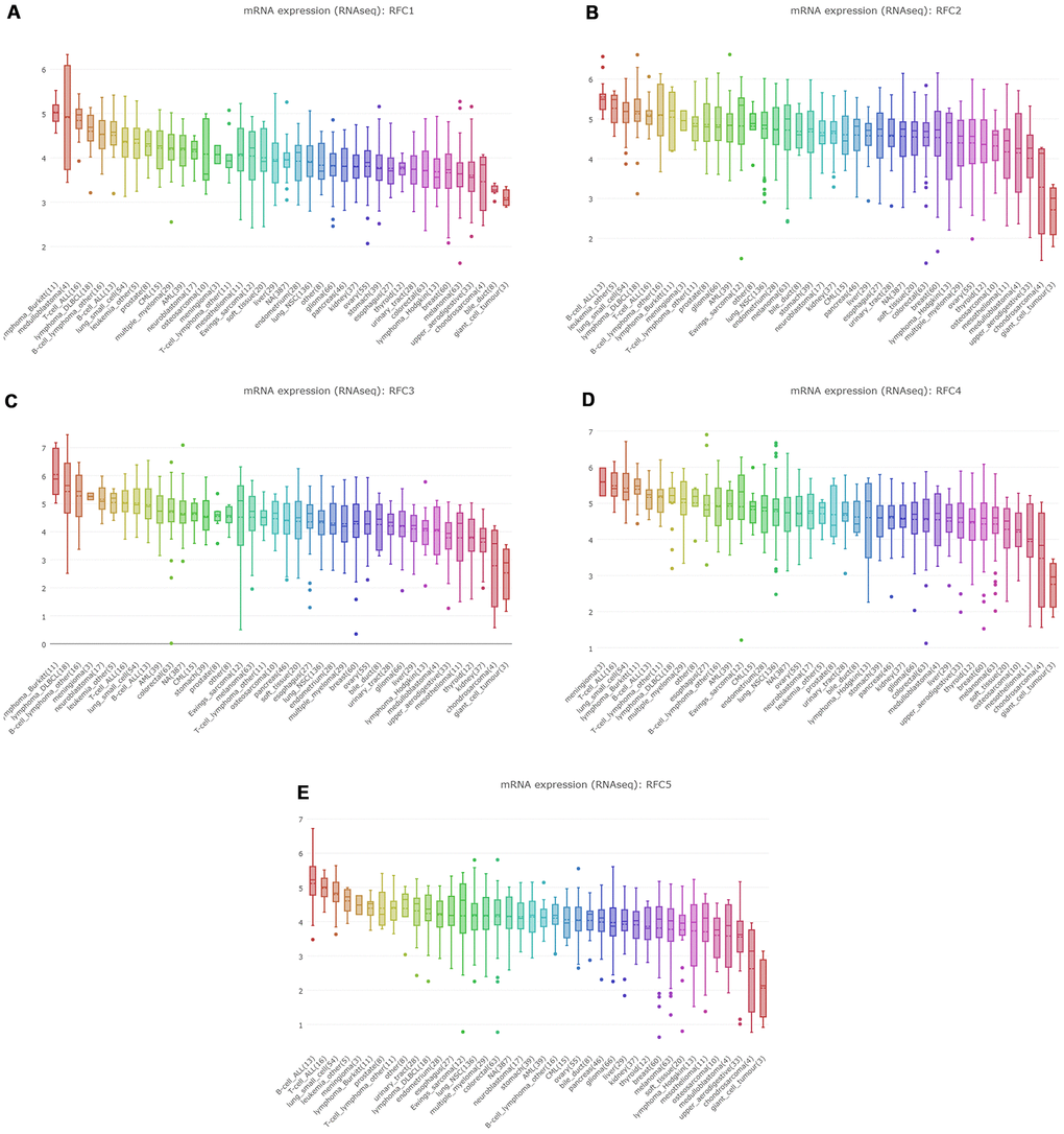 The expression of RFCs in sarcoma cell lines. (A) The expression of RFC1 in sarcoma cell lines, analyzed by CCLE. (B) The expression of RFC2 in sarcoma cell lines, analyzed by CCLE. (C) The expression of RFC3 in sarcoma cell lines, analyzed by CCLE. (D) The expression of RFC4 in sarcoma cell lines, analyzed by CCLE. (E) The expression of RFC5 in sarcoma cell lines, analyzed by CCLE.