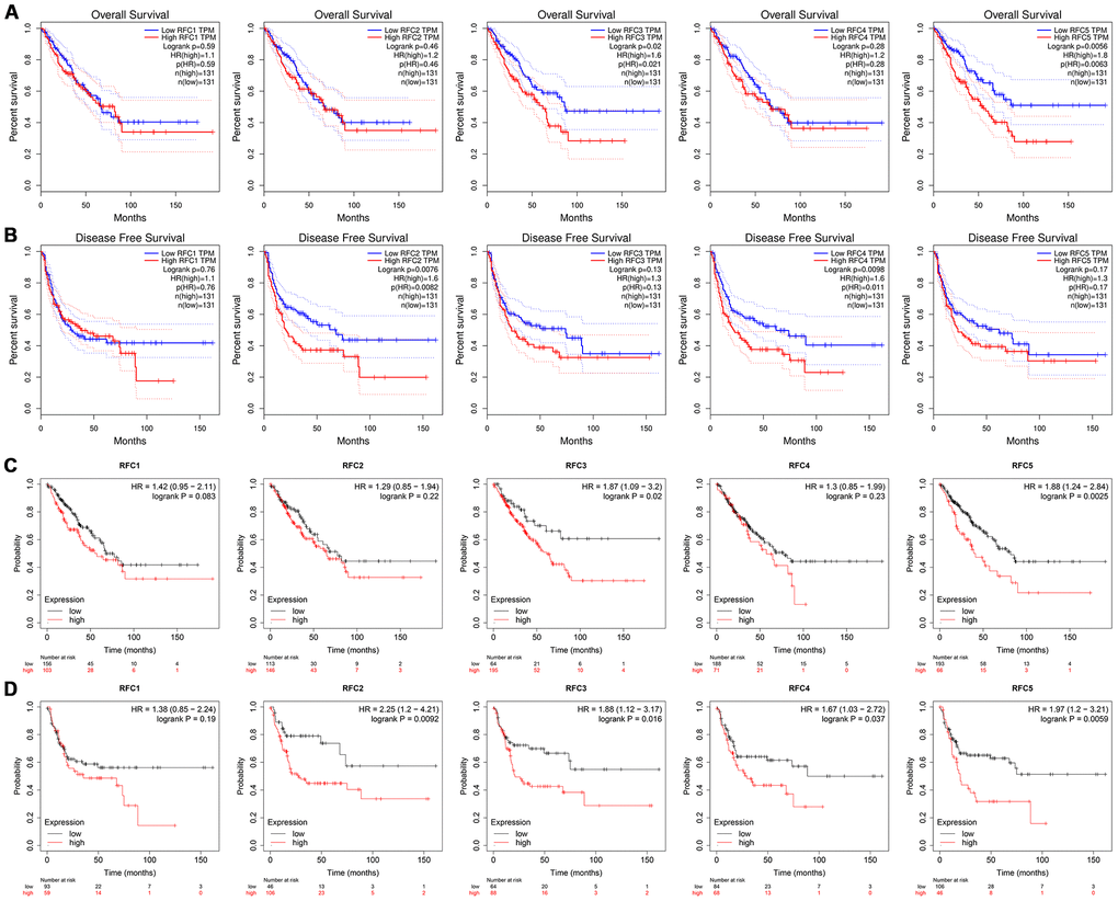 The prognostic value of mRNA level of RFC factors in sarcoma patients. (A, B) The prognostic value of mRNA level of RFC factors in sarcoma patients, analyzed by GEPIA. (C, D) The prognostic value of mRNA level of RFC factors in sarcoma patients, analyzed by Kaplan-Meier plotter.