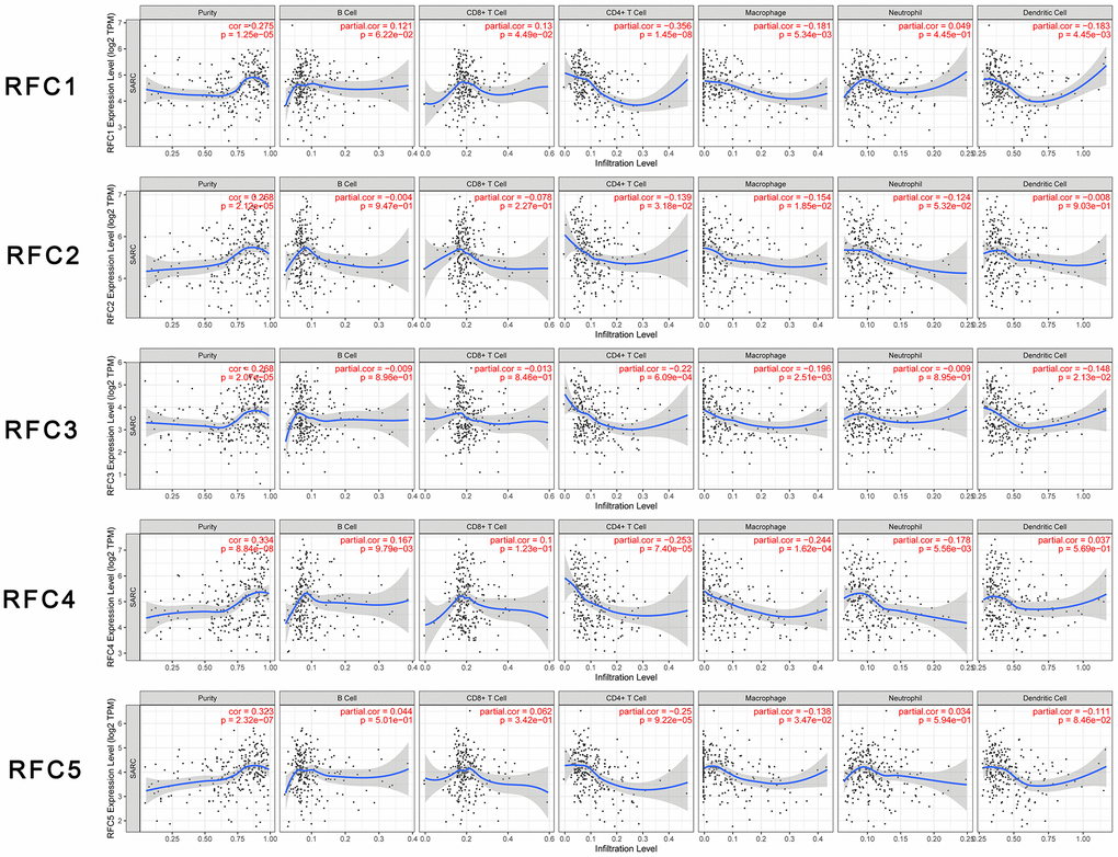 Relationship between differentially expressed RFC genes and immune cell infiltration. The immune cells we analyzed included B cells, CD8+ T cells, CD4+ T cells, macrophages, neutrophils, and dendritic cells.