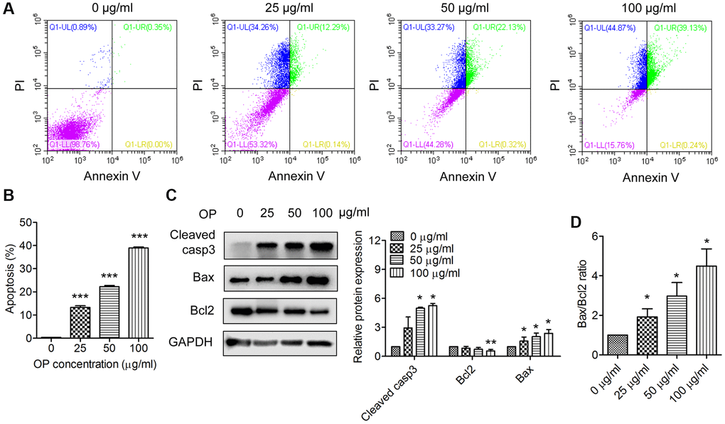 OPE enhances apoptosis in A20 cells. (A, B) Flow cytometry analysis of apoptosis of A20 cells after treatment with OPE (0, 25, 50, 100 μg/mL) for 48 h. (C) Western blot analysis of the expression levels of apoptosis-related proteins. A20 cells were treated with OPE (0, 25, 50, and 100 μg/mL) for 48 h, and Western blot was conducted with the indicated antibodies. (D) The alteration of the Bax/Bcl2 ratio in A20 cells following treatment with OPE. Data are presented as means ± SD of at least three independent experiments. (*p ***p 