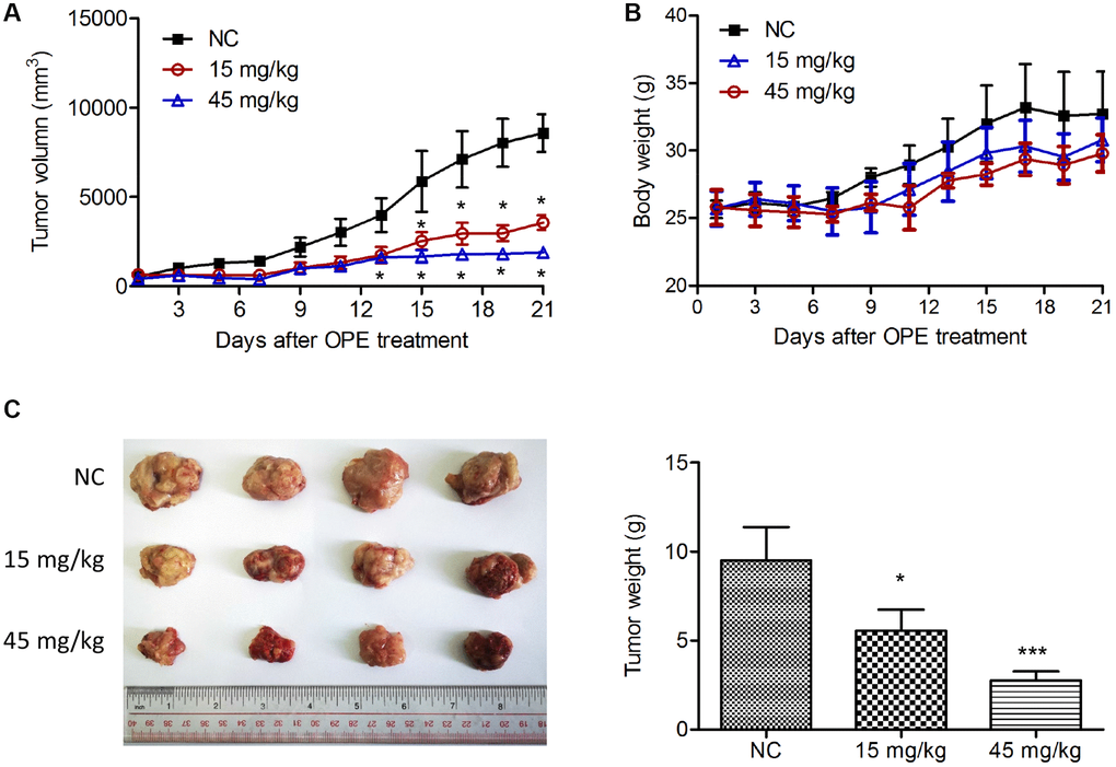 OPE suppresses A20 cell growth in vivo. (A) The effect of OPE on the volume of tumor derived by A20 cells. A20 cells were subcutaneously injected into the right oxter of Balb/c mice followed by the treatment with DMSO (NC), 15 mg/kg, or 45 mg/kg OPE (n = 4). The tumor volume was measured every other day. (B) The body weight of Balb/c mice after tumor cell inoculation and treatment. (C) The representative images of isolated tumors from Balb/c mice. Data are presented as means ± SD. (*p ***p 