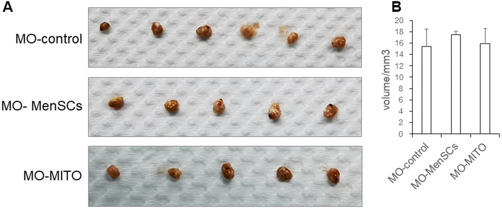 Macroscopic ovarian sizes (A) and representative bar graph summarizing the ovarian volumes (B) in the three groups after seven days of treatment.