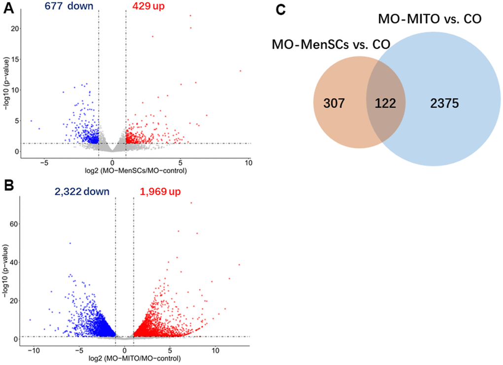 Identification differently expressed genes by RNA-seq analysis. Volcano plots showing differently expressed genes between MO-MenSCs vs. MO-control (A) and MO-MITO vs. MO-control (B) samples identified using transcriptomic data at day 7. Red dots denote the genes passing our p value and fold difference thresholds. The genes gene names of significant genes are marked. Venn diagram depicting the overlap of up-regulated genes between MO-MenSCs vs. MO-control and MO-MITO vs. MO-control comparisons (C).