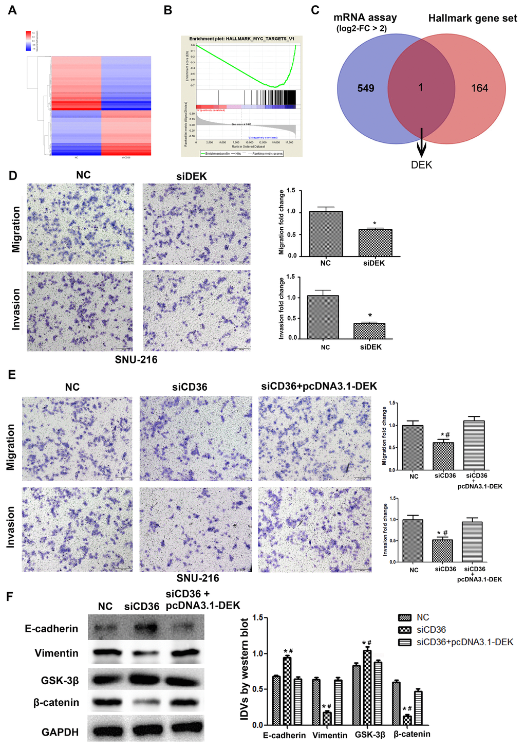 CD36 positively regulates DEK to promote migration and invasion in GC cells. (A) Heatmap of log2-fold gene expression changes in SNU-216 cells transfected with NC/siCD36. (B) Enrichment of genes within the Myc-targets-V1 pathway in the CD36-down-regulated Hallmark gene set. (C) Venn diagram of candidate genes downstream of CD36 obtained from combined mRNA array and MSigDB Hallmark-GSEA analyses. (D) Results of Transwell migration and invasion assays conducted on SNU-216 cells transfected with NC/siDEK. (E) Results of Transwell migration and invasion assays carried out in SNU-216 cells transfected with NC/siCD36/siCD36 + pcDNA3.1-DEK. (F) Western blot analysis of EMT and GSK-3β/β-catenin signaling markers in SNU-216 cells transfected with NC/siCD36/siCD36 + pcDNA3.1-DEK. Data are presented as the mean ± SD. For D-F, *p p 