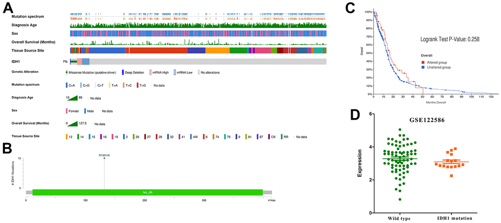 The IDH1 mutation in GBM. (A) Integrated view of clinical data and IDH1 aberration in GBM patients (370 samples). From top to bottom panels indicate: mutation spectrum, diagnosis age, sex, overall survival (months), tissue source site and mutation symbol of IDH1. The key to the color-coding is at the bottom. (B) The schematic diagram of IDH1 mutation site. The abscissa represents the amino acid sequence sites while the ordinate represents the number of mutant samples. (C) The survivorship curves of OV. The red curve represents samples with an IDH1 mutation and the blue one represents the wild type. (D) A scatter diagram shows the mRNA expression of IDH1 in wild type and mutated samples. The sequencing data (GSE122586) was from the GEO database.
