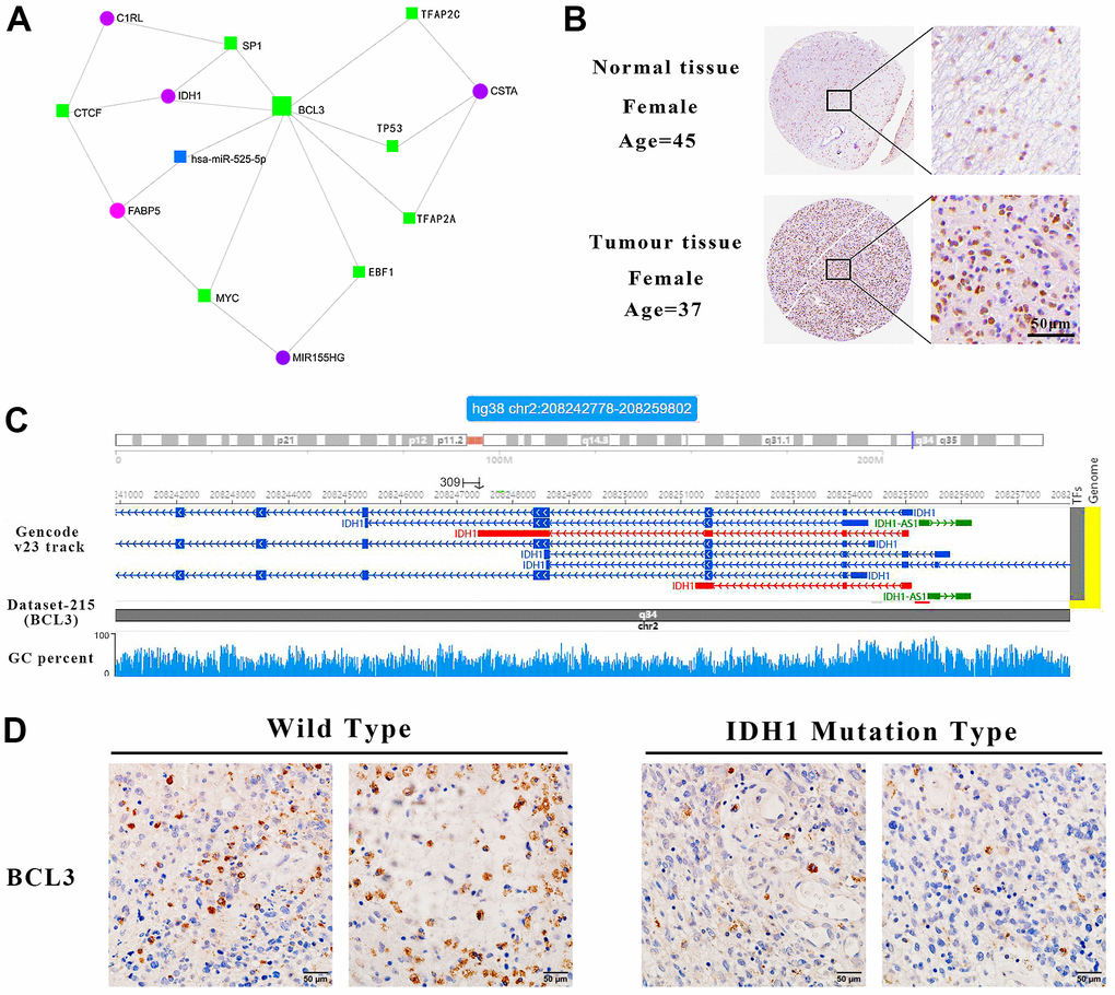 IDH1 may be a target gene of BCL3. (A) The interact network contains IDH1 and associated genes. The squares represent the transcription factors and the circles represent genes. (B) The protein level of BCL3 in normal and GBM tissues. The pictures of immunohistochemistry results with different magnifications. (C) Schematic diagram of transcription factor targeting sites. (D) The immunohistochemical images of BCL3 in wild type and IDH1 mutation type samples, respectively.