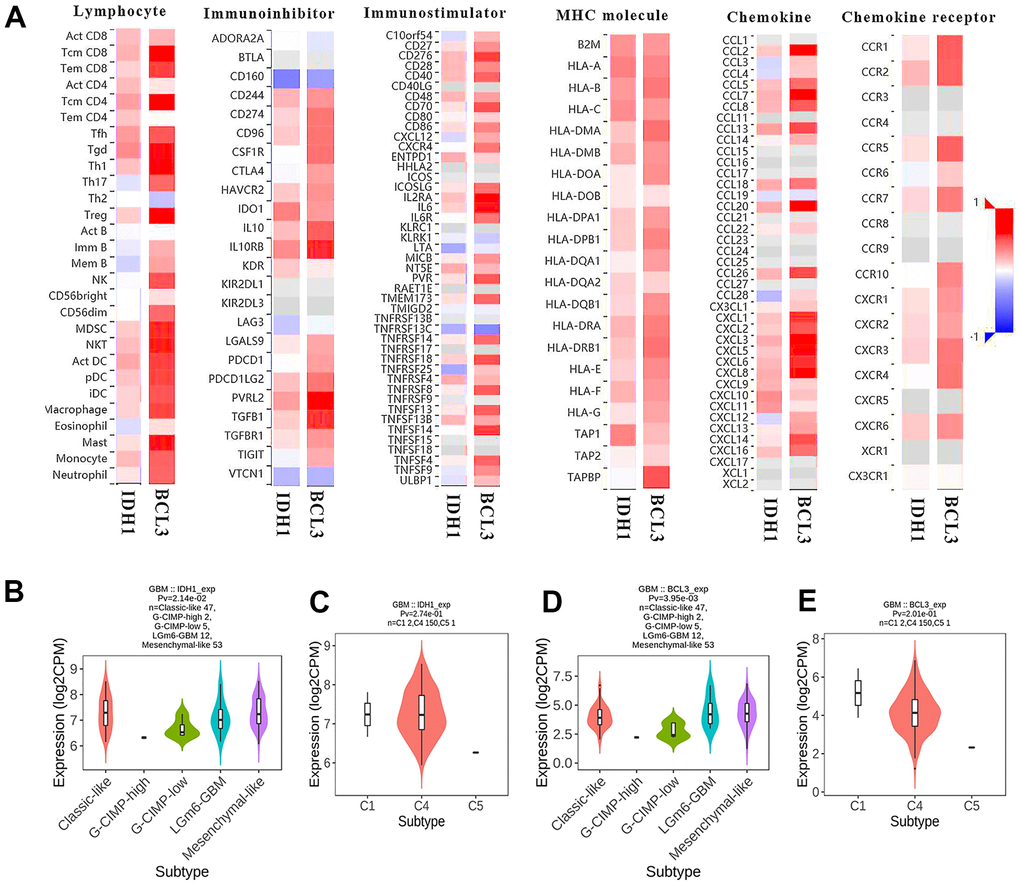 The immunoscore of BCL3 and IDH1 level. (A) The heat map shows the correlation between IDH1 or BCL3 levels and various immune indexes. The red box represents positive correlation and the blue one represents negative correlation. (B–E) The violin plots represent the expression of IDH1 and BCL3 in various subtypes.