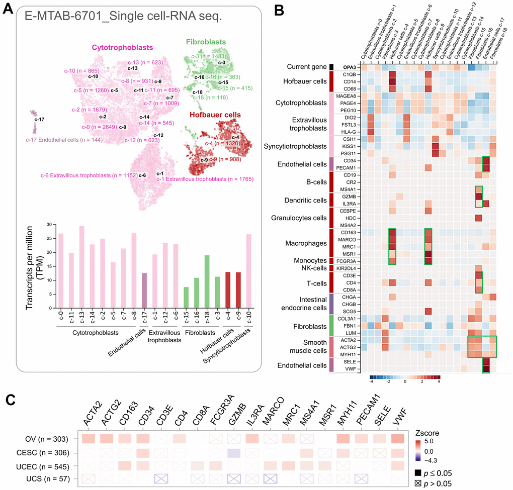 The correlation between OPA3 and immunization. (A) Single cell-RNA sequencing in identified single cell type clusters in placental tissue as shown by UMAP plots and bar graphs. (B) Heatmap showing the expression of OPA3 gene and well-known cell type markers in different single cell type clusters of the tissue. (C) Relationship between immune cell infiltration and OPA3 expression.