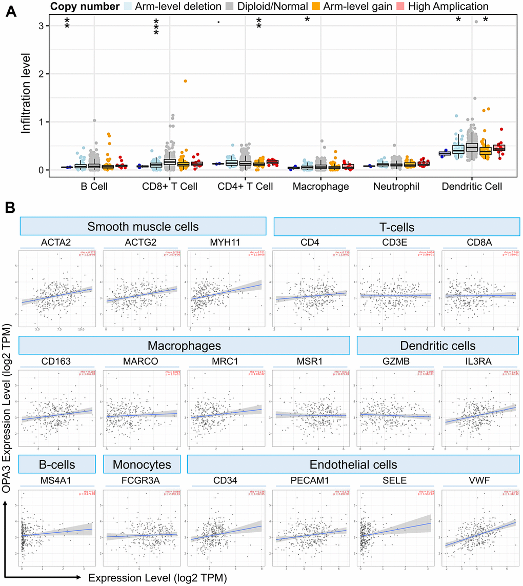 OPA3 is closely related to immunity in OV. (A) OPA3 copy number variable (CNV) affects infiltration levels of CD8+ T-cells, macrophages, neutrophils, and dendritic cells in OV. (B) Relationship between immune cell infiltration and OPA3 expression.