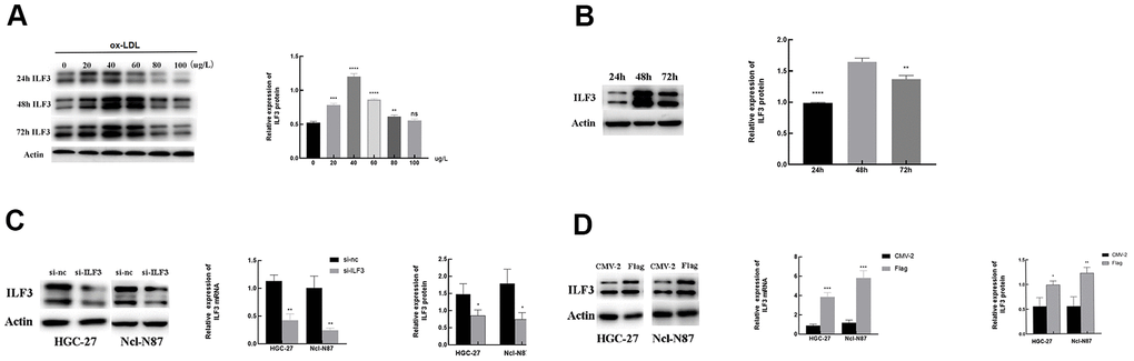 The relationship of the expression of ILF3 and ox-LDL. (A, B) ox-LDL promoted the expression of ILF3 in a time-concentration-dependent manner, the optimal concentration and intervention time was 40 μg/ml and 48h. (C) ILF3 was knocked down by ILF3-specific small interference RNA (siRNA) in HGC-27 and Ncl-N87 cells. The mRNA and protein expression level of ILF3 was verified by RT-qPCR and western blot. The ILF3 expression at the mRNA and protein levels was significantly lower in the ILF3-siRNA group compared with the negative control group in HGC-27 and Ncl-N87 cells. (D) ILF3 was overexpressed by ILF3-overexpressed plasmids (flag-ILF3) in HGC-27 and Ncl-N87 cells. The mRNA and protein expression level of ILF3 was verified by RT-qPCR and western blot. The ILF3 expression at the mRNA and protein levels was significantly higher in the flag-ILF3 group compared with the negative control group in HGC-27 and Ncl-N87 cells. **P 