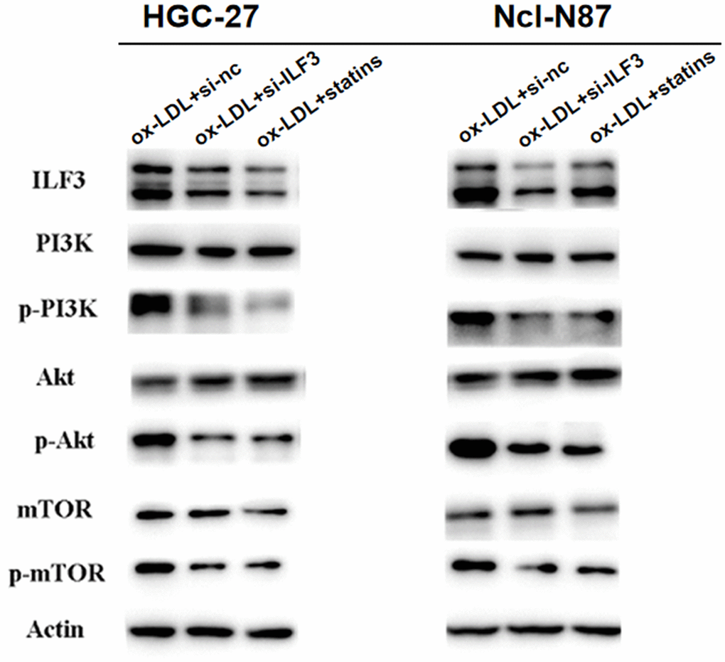 ILF3 was involved in the regulation of PI3K/AKT/mTOR signaling pathway. The effect of ILF3 on PI3K/AKT/mTOR signaling pathway was verified with western blot. ILF3-specific small interference RNA (si-ILF3) and statins treatment significantly inhibited PI3K/AKT/mTOR signaling pathway. The expression of p-PI3K/PI3K, p-AKT/AKT, and p-mTOR/mTOR were significantly downregulated compared to control group. And the expression of PI3K, AKT and mTOR and p-mTOR did not change significantly.